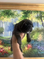 Bear, a male French Bulldog for sale in Huntington Beach, CA – Photo 1 of 6