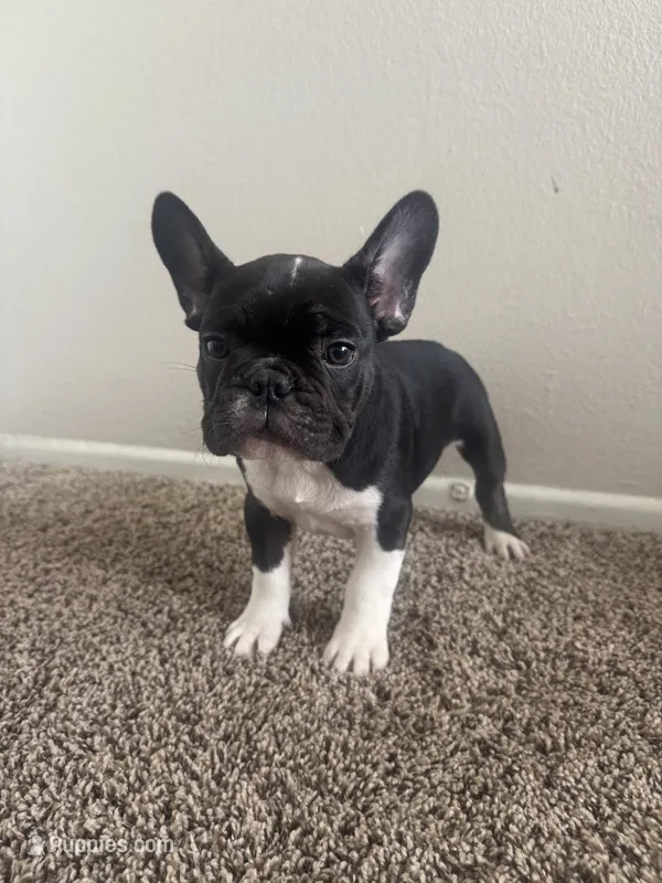 Bruno – French Bulldog puppy for sale in Huntington Beach, CA