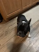 Bruno, a male French Bulldog for sale in Huntington Beach, CA – 7 of 7