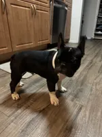 Bruno, a male French Bulldog for sale in Huntington Beach, CA – 3 of 7