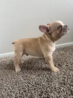 Jake, a male French Bulldog for sale in Huntington Beach, CA – 3 of 4