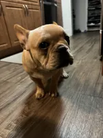 Oro, a male French Bulldog for sale in Huntington Beach, CA – 3 of 6