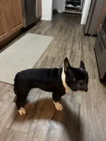 Bruno, a male French Bulldog for sale in Huntington Beach, CA – 1 of 7