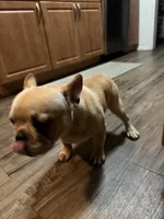 Oro, a male French Bulldog for sale in Huntington Beach, CA – 2 of 6
