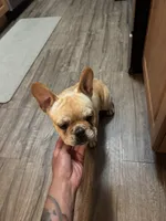 Oro, a male French Bulldog for sale in Huntington Beach, CA – 5 of 6