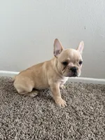 Jake, a male French Bulldog for sale in Huntington Beach, CA – 4 of 4