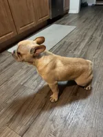 Oro, a male French Bulldog for sale in Huntington Beach, CA – 4 of 6