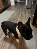 Bruno, a male French Bulldog for sale in Huntington Beach, CA – 2 of 7
