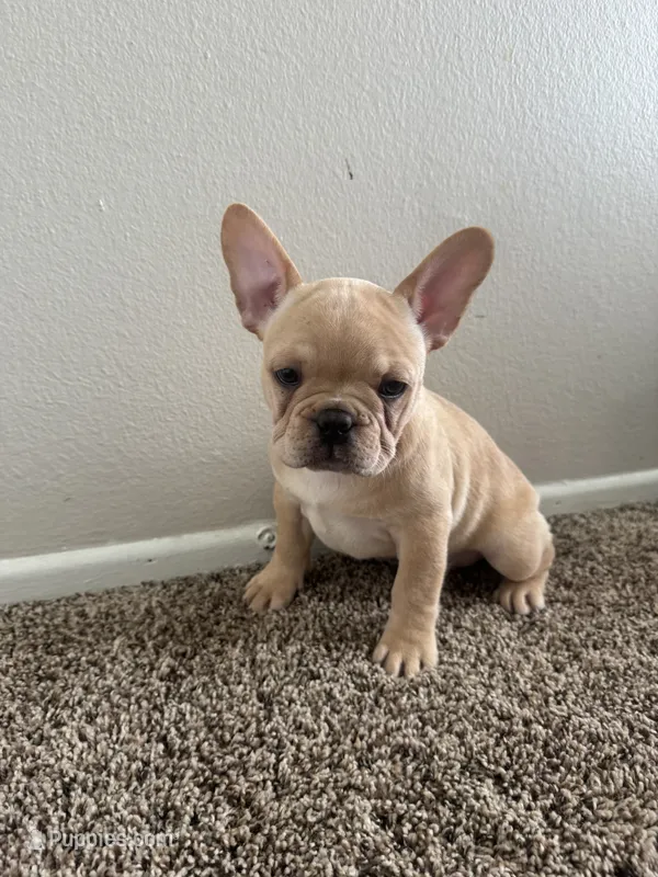 Jake – French Bulldog puppy for sale in Huntington Beach, CA