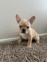 Jake, a male French Bulldog for sale in Huntington Beach, CA – 1 of 4