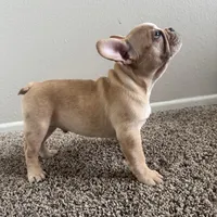 Blonde, a male French Bulldog for sale in Huntington Beach, CA – 9 of 9