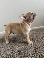 Blonde, a male French Bulldog for sale in Huntington Beach, CA – Photo 9 of 9