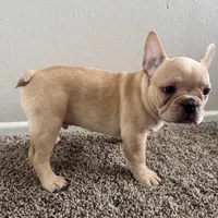 Blonde, a male French Bulldog for sale in Huntington Beach, CA – 6 of 9