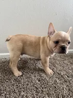 Blonde, a male French Bulldog for sale in Huntington Beach, CA – Photo 6 of 9