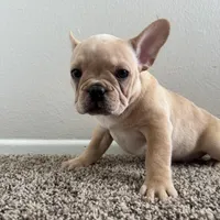 Blonde, a male French Bulldog for sale in Huntington Beach, CA – 2 of 9