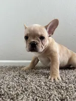 Blonde, a male French Bulldog for sale in Huntington Beach, CA – Photo 2 of 9