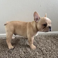 Blonde, a male French Bulldog for sale in Huntington Beach, CA – 8 of 9