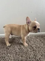 Blonde, a male French Bulldog for sale in Huntington Beach, CA – Photo 8 of 9