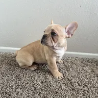 Blonde, a male French Bulldog for sale in Huntington Beach, CA – 5 of 9