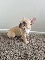 Blonde, a male French Bulldog for sale in Huntington Beach, CA – Photo 5 of 9