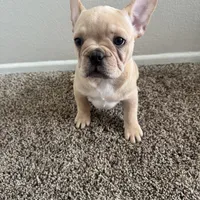 Blonde, a male French Bulldog for sale in Huntington Beach, CA – 4 of 9