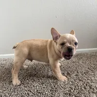 Blonde, a male French Bulldog for sale in Huntington Beach, CA – 7 of 9