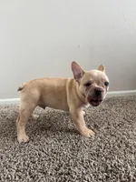 Blonde, a male French Bulldog for sale in Huntington Beach, CA – Photo 7 of 9