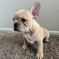 Blonde, a male French Bulldog for sale in Huntington Beach, CA – 3 of 9
