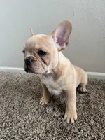 Blonde, a male French Bulldog for sale in Huntington Beach, CA – Photo 3 of 9