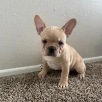 Blonde, a male French Bulldog for sale in Huntington Beach, CA – 1 of 9