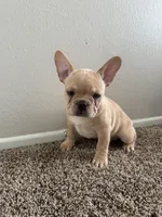 Blonde, a male French Bulldog for sale in Huntington Beach, CA – Photo 1 of 9