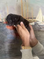 Macy, a female French Bulldog for sale in Huntington Beach, CA – Photo 4 of 4