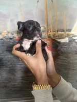 Macy, a female French Bulldog for sale in Huntington Beach, CA – Photo 2 of 4