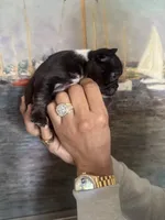 Macy, a female French Bulldog for sale in Huntington Beach, CA – Photo 3 of 4