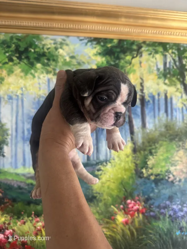 Max, a male French Bulldog for sale in Huntington Beach, CA – Photo 1 of 4