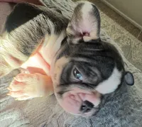 Max, a male French Bulldog for sale in Huntington Beach, CA – Photo 4 of 4