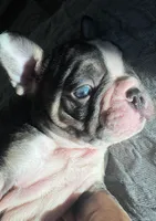 Max, a male French Bulldog for sale in Huntington Beach, CA – Photo 2 of 4