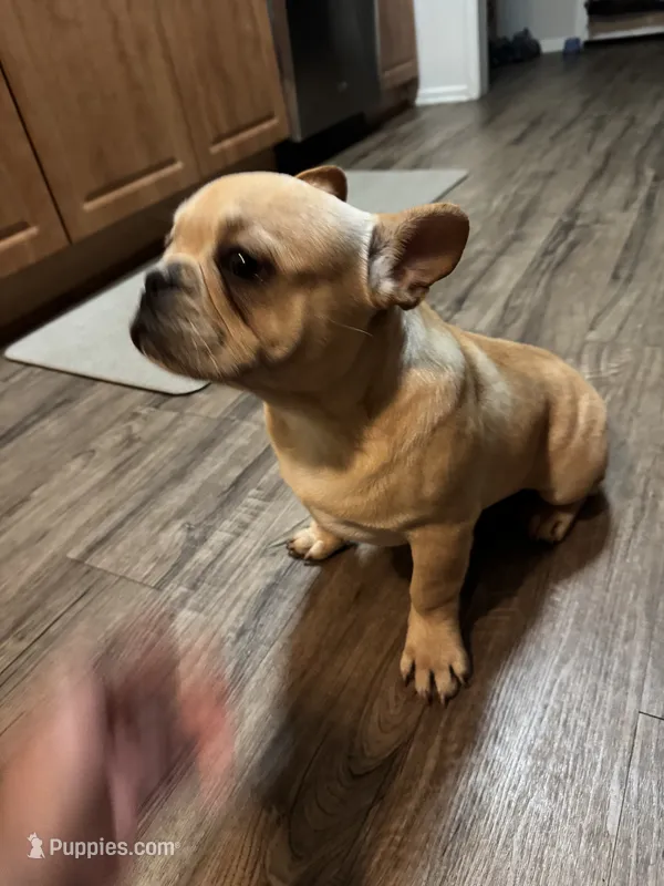 Oro – French Bulldog puppy for sale in Huntington Beach, CA
