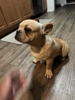Oro, a male French Bulldog for sale in Huntington Beach, CA – 1 of 6