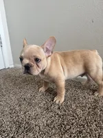Jake, a male French Bulldog for sale in Huntington Beach, CA – 2 of 4