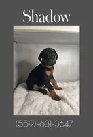 Shadow, a male Doberman Pinscher for sale in Visalia, CA – Photo 2 of 2