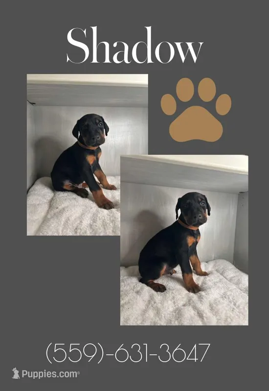 Shadow, a male Doberman Pinscher for sale in Visalia, CA – Photo 1 of 2