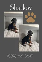 Shadow, a male Doberman Pinscher for sale in Visalia, CA – Photo 1 of 2