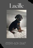 Lucille, a female Doberman Pinscher for sale in Visalia, CA – Photo 2 of 2