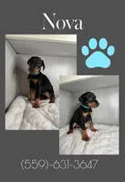 Nova, a female Doberman Pinscher for sale in Visalia, CA – Photo 1 of 3