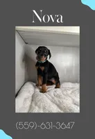 Nova, a female Doberman Pinscher for sale in Visalia, CA – Photo 2 of 3