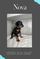 Nova, a female Doberman Pinscher for sale in Visalia, CA – Photo 3 of 3