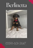 Berlinetta, a female Doberman Pinscher for sale in Visalia, CA – Photo 2 of 3