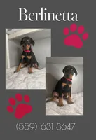 Berlinetta, a female Doberman Pinscher for sale in Visalia, CA – Photo 1 of 3