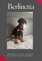Berlinetta, a female Doberman Pinscher for sale in Visalia, CA – Photo 3 of 3